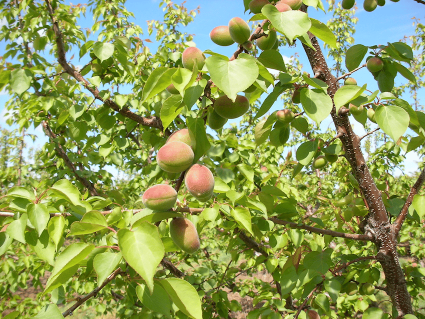 California Apricot March 2017