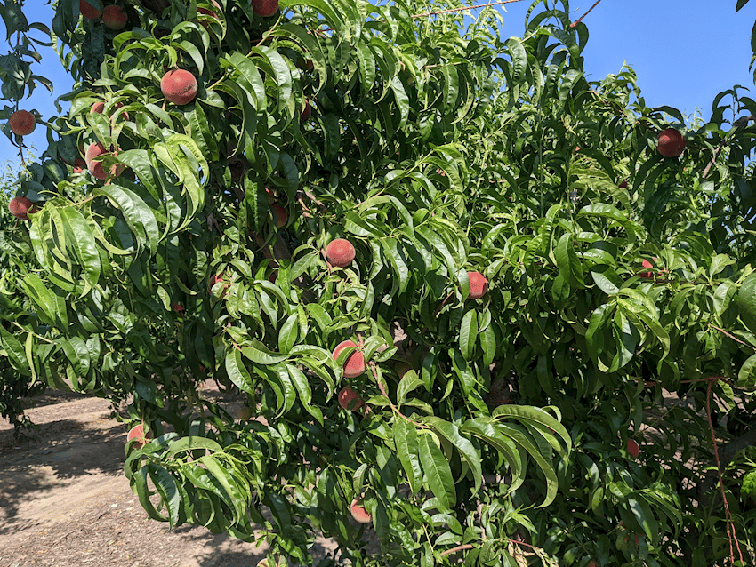 California Stone Fruit April 29, 2022