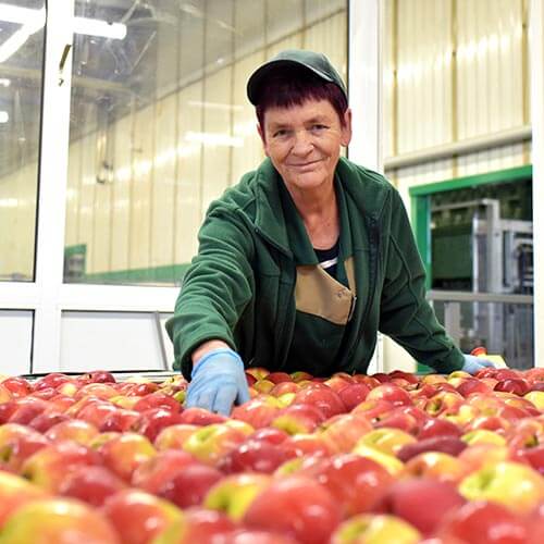 Person working with apples.