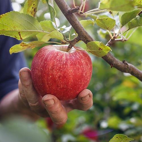 Person picking an apple off of a tree branch.