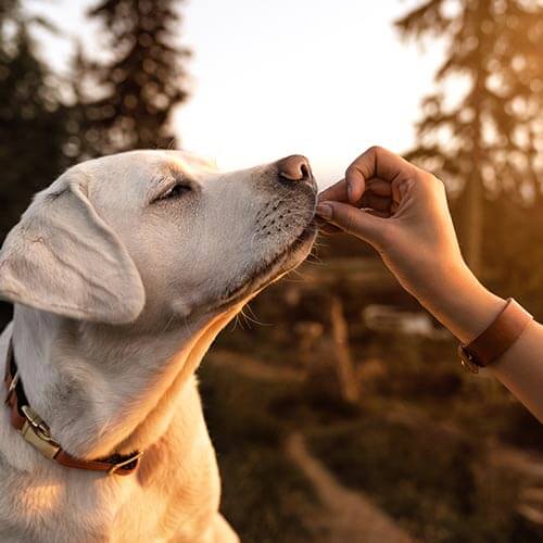 Person feed a dog.